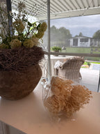 Ammi Majus beige