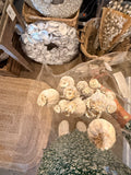 Mohnkapseln beige