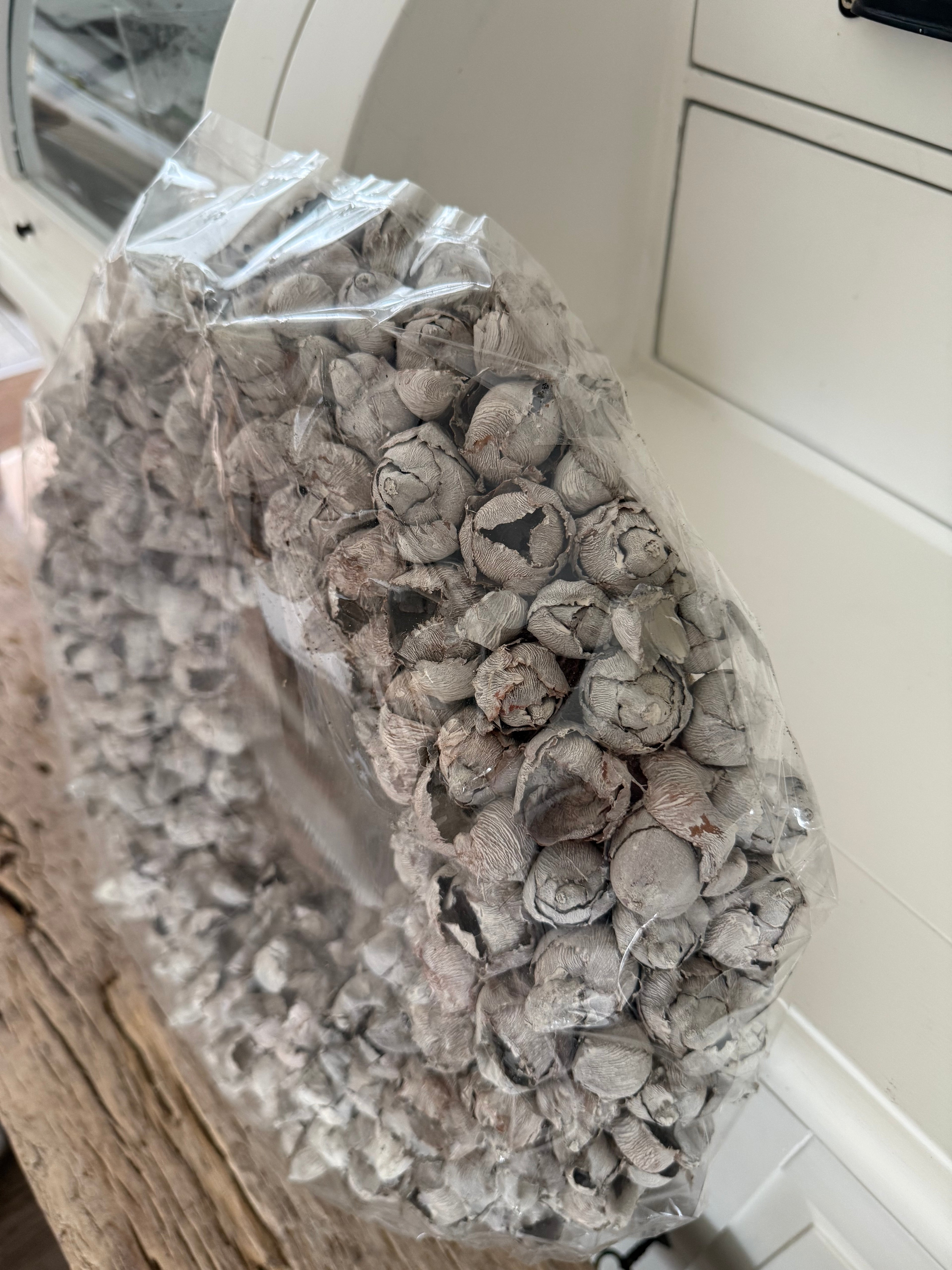 Kranz aus Kokosfrucht Sandstone