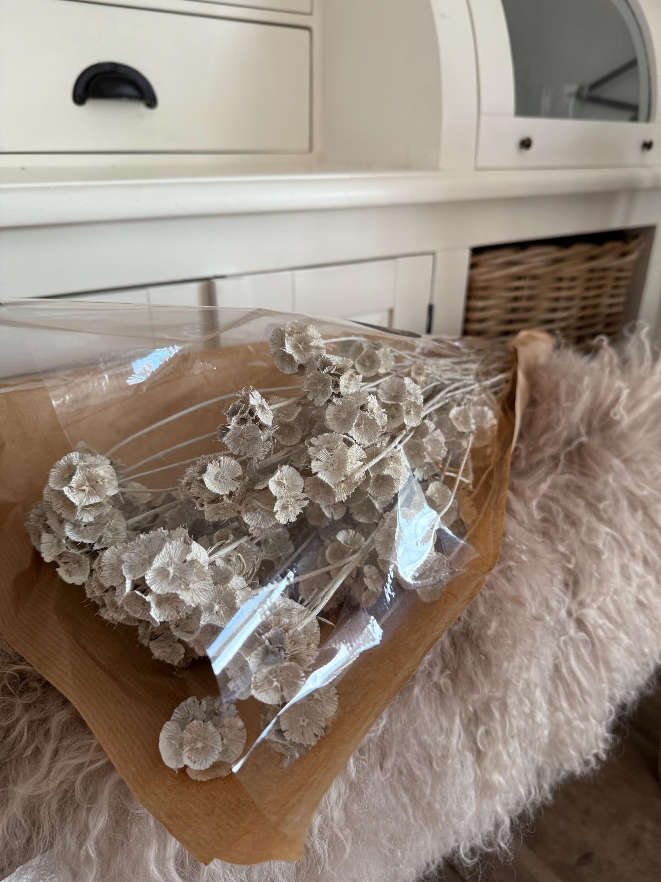 Getrocknete Scabiosa