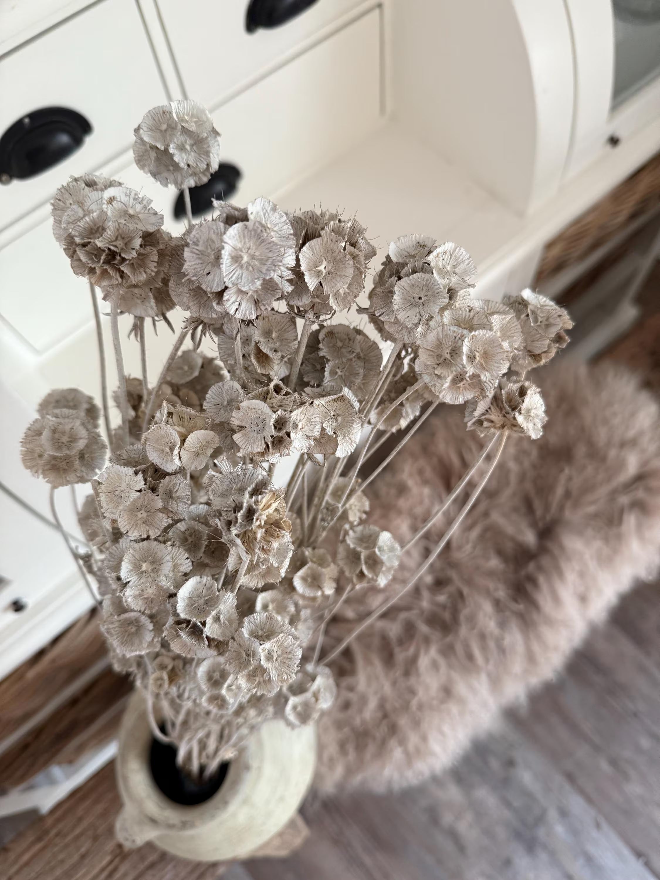 Getrocknete Scabiosa